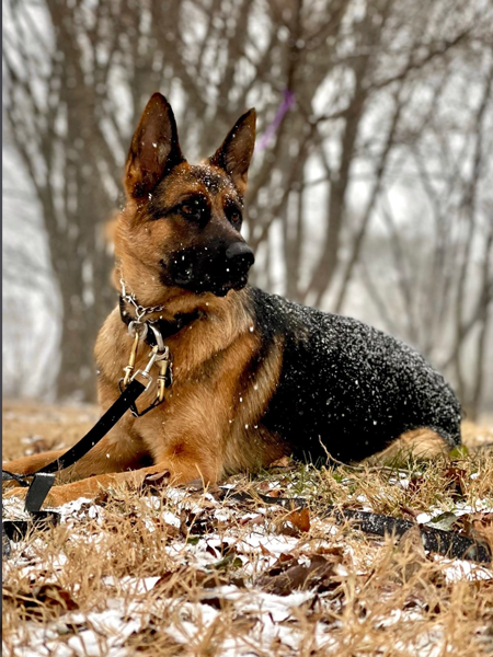 Dog