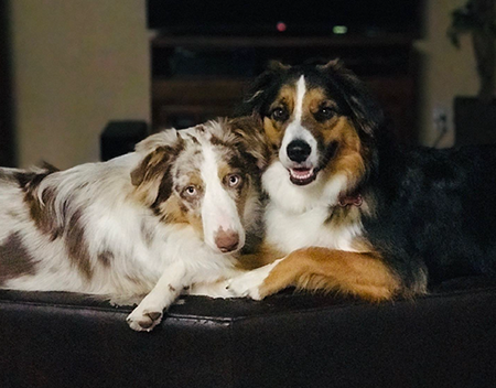 Dogs